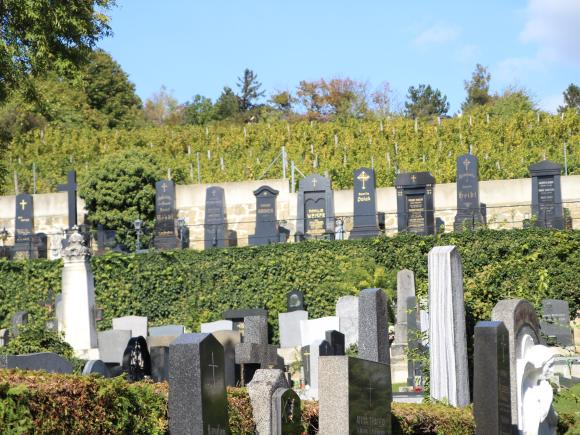 Foto von Grabsteinen und Weinreben am Friedhof Heiligenstadt