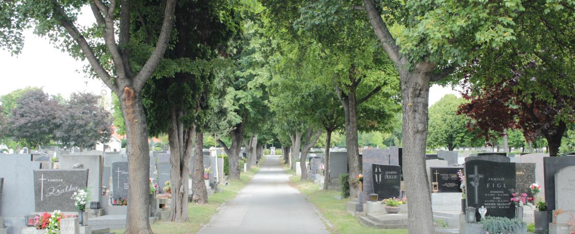Foto einer Allee zwischen Gräbern am Friedhof Hütteldorf