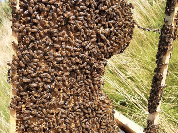 Bienen auf einer Bienenwabe