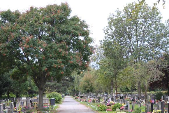 Foto des Weges umgeben von Bäumen und Grabstätten am Friedhof Inzersdorf