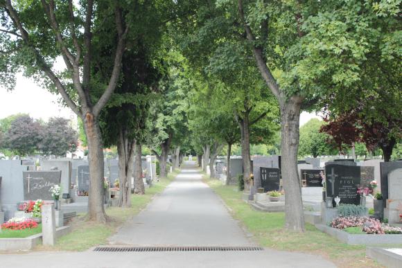 Foto einer Allee am Friedhof Oberlaa
