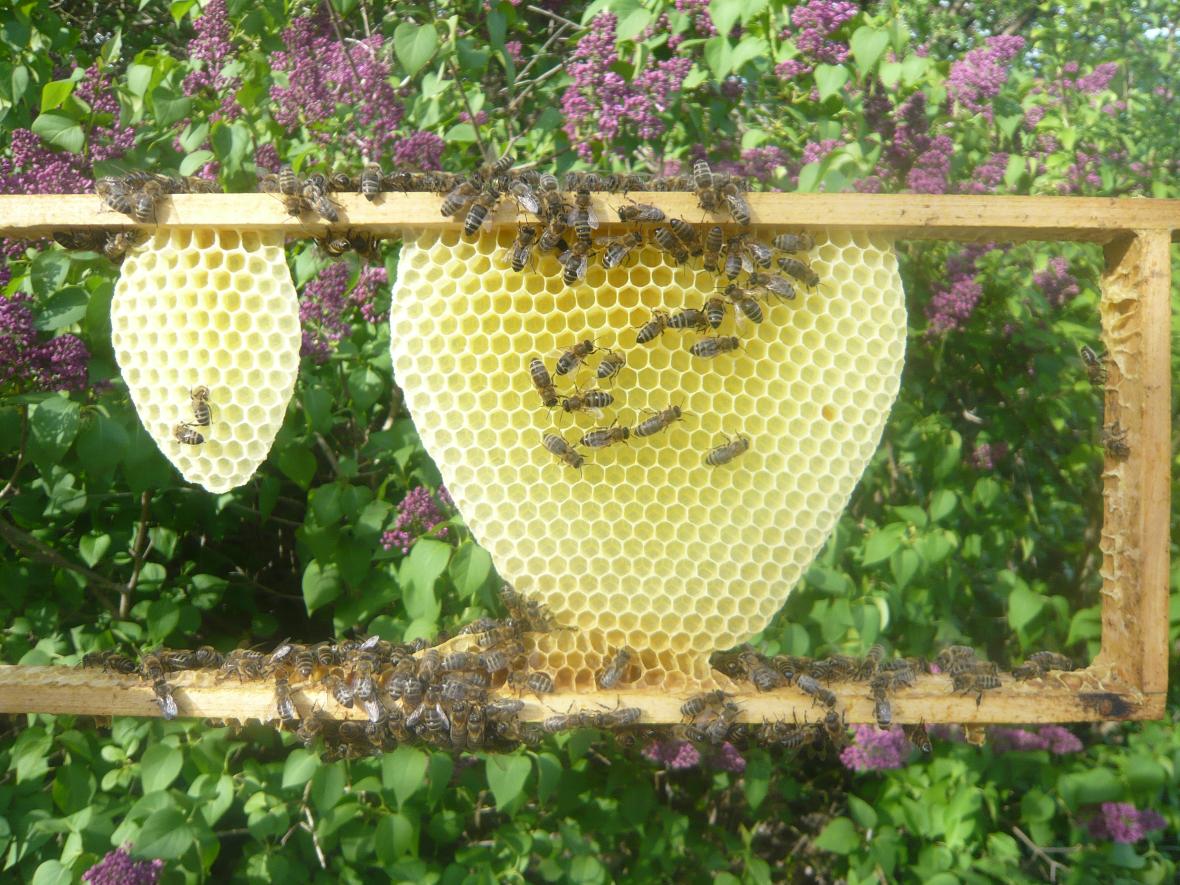 Bienenwabe, die gerade ausgebaut wird